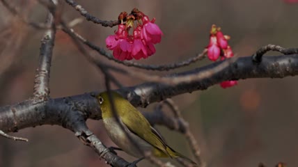 日本白眼鸟在枝头啄花朵