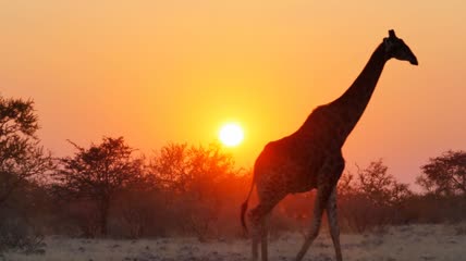日落草原上的长颈鹿实拍