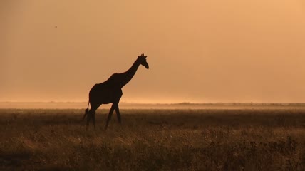 日落时分的长颈鹿轮廓实拍