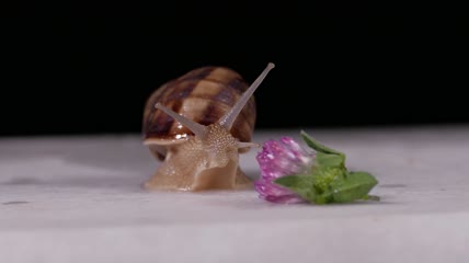 蠕动的蜗牛特写
