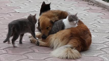 三只小猫和一只狗在地上玩耍
