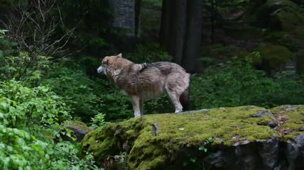 森林里的灰狼