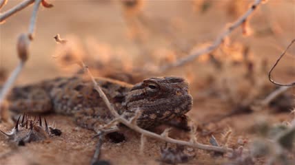 沙漠日落时罕见的沙漠阿加玛蜥蜴特写