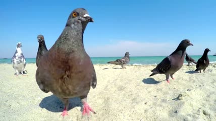 沙滩上的鸽子实拍