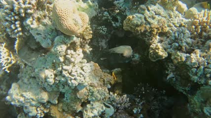 珊瑚礁中的热带鱼特写