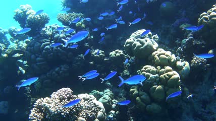 珊瑚礁中的鱼群实拍