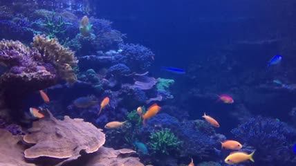 珊瑚礁中游动的彩色鱼类实拍