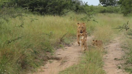 狮子和妈妈一起散步