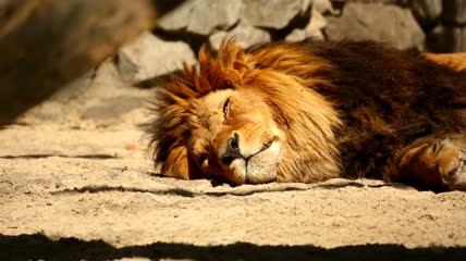 狮子在阳光下休息特写