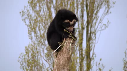 树干上进食的眼镜熊幼崽
