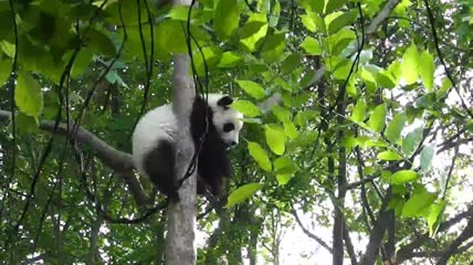 树上的熊猫