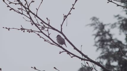 树枝上的柳树蒂鸟
