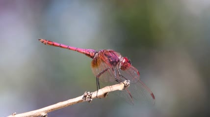 树枝上的紫红色蜻蜓