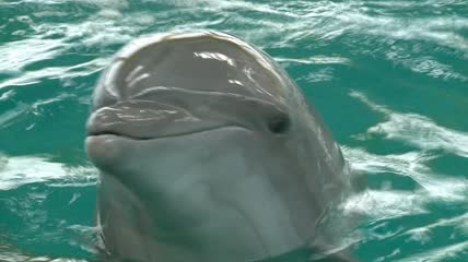 水面上有趣的海豚