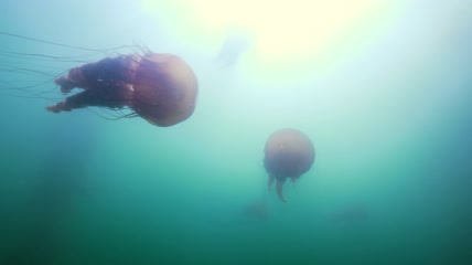 水母在海中游泳