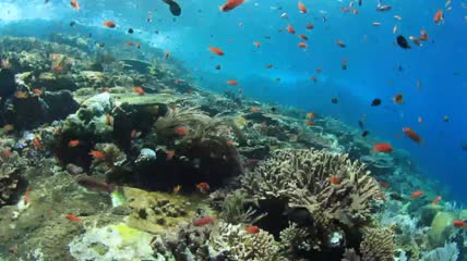水下的各种热带鱼与珊瑚实拍