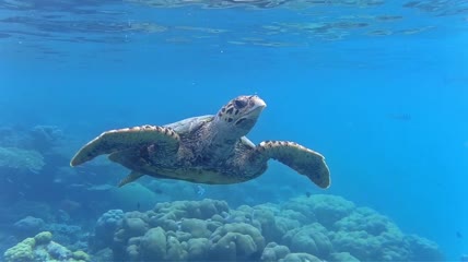 水下的绿海龟