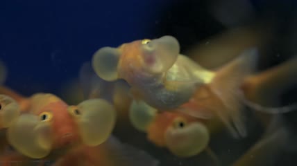 水下的泡泡眼金鱼