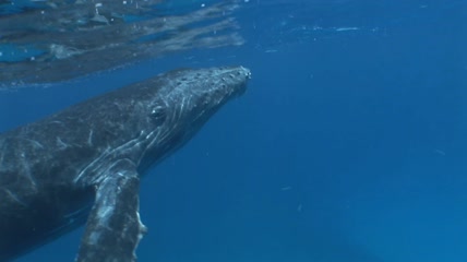 水下的座头鲸