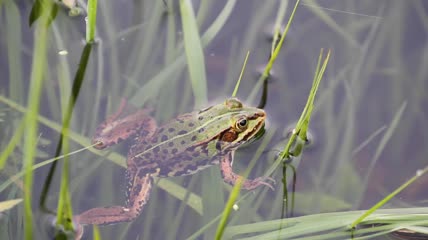 水中的草蛙