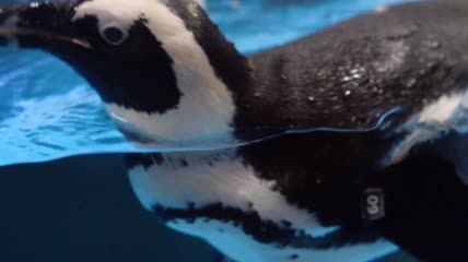 水中嬉戏的可爱企鹅