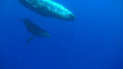 水中嬉戏的母鲸和幼鲸