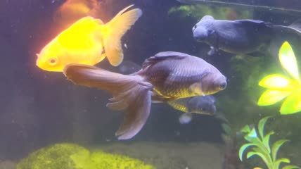 水族馆里游泳的各种金鱼