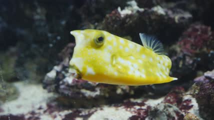 水族馆珊瑚附近黄色有趣的鱼的特写镜头