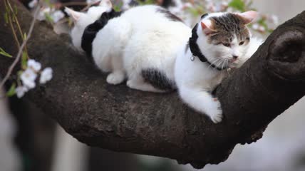 睡在樱花树枝上的猫特写