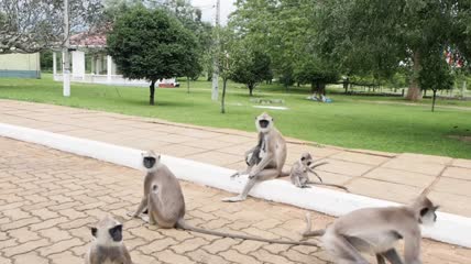 斯里兰卡的一群兰古猴或灰叶猴实拍