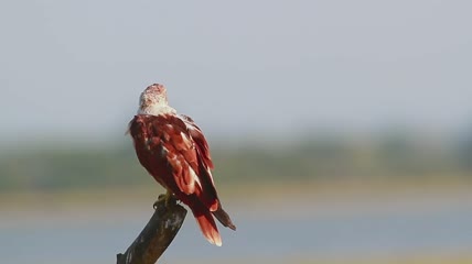 斯里兰卡湾自然保护区的鸟特写