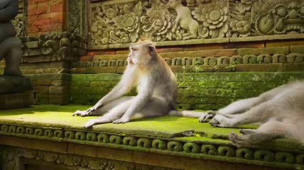 寺庙口的长臂猿猴
