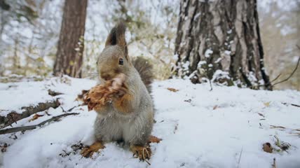 松鼠站在雪地里啃食松果
