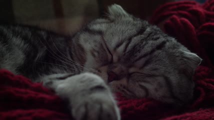 苏格兰折叠猫睡在一张红色针织床罩上特写