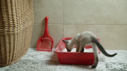 泰国猫在红色塑料垃圾箱上厕所