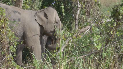 泰国森林深处的亚洲大象