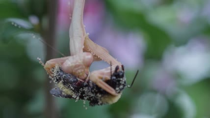 螳螂吃掉大黄蜂的特写