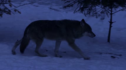 冬天雪林里的狼特写