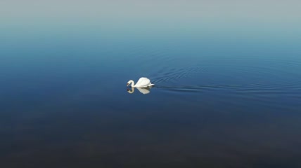 天鹅在湖里游泳实拍