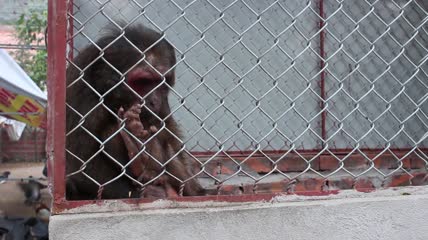 铁笼子里的猴子