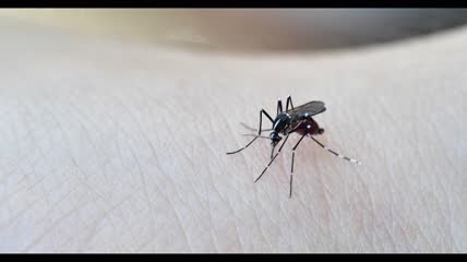 蚊子趴在人身上吸血特写