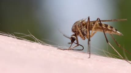 蚊子在皮肤上吸血特写