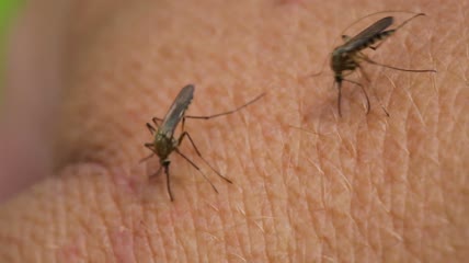 蚊子在皮肤上寻找叮咬部位特写