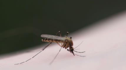 蚊子站在皮肤上吸血特写