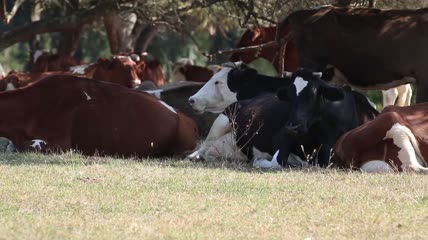 卧在草地上休息的牛群实拍