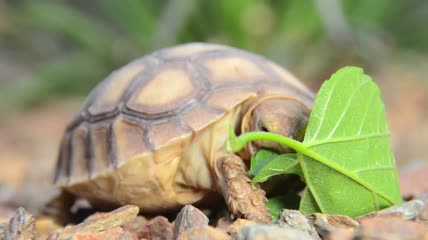 乌龟啃食树叶