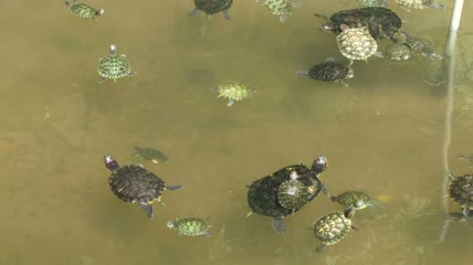 乌龟在水里游泳