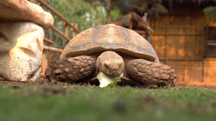 乌龟正愉快地吃着美味的蔬菜特写