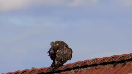 屋顶上的一只鹰