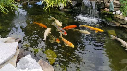 五颜六色的大锦鲤鱼在池塘里游行